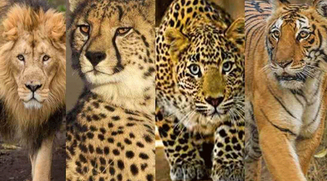 हिमाचल के लोग अब गोद ले सकेंगे शेर, तेंदुए और पक्षी