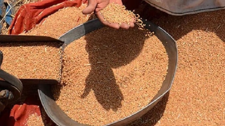 Haryana: चावल के बाद गरीबों का गेहूं भी डकार गए अफसर, अंबाला हैफेड के गोदाम से गेहूं की 150 बोरियां गायब