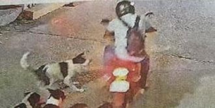 कुत्ते के काटने पर बिजनसमैन ने निगम से मांगा 5 लाख मुआवजा, पढ़ें पूरी खबर